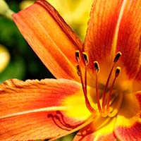 Day Lily - Dallas - May 2009