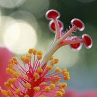 Hibiscus - Dallas - May 2009